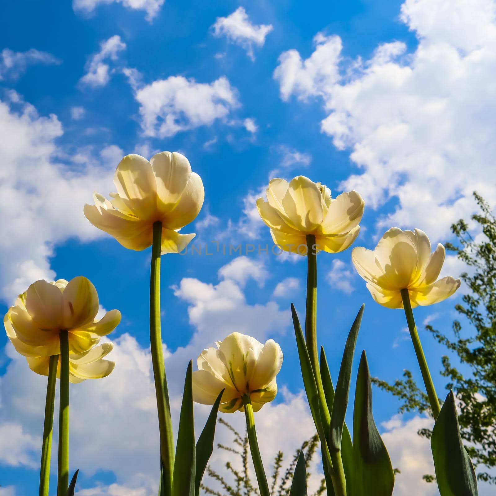Beautiful yellow tulips on background of blue sky with clouds