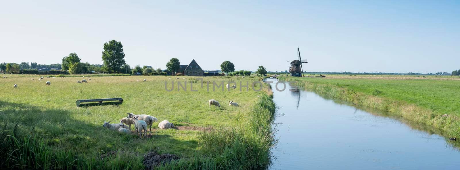 scene with sheep in meadow near canal and windmill between hoorn and alkmaar in dutch province of noord holland in the netherlands