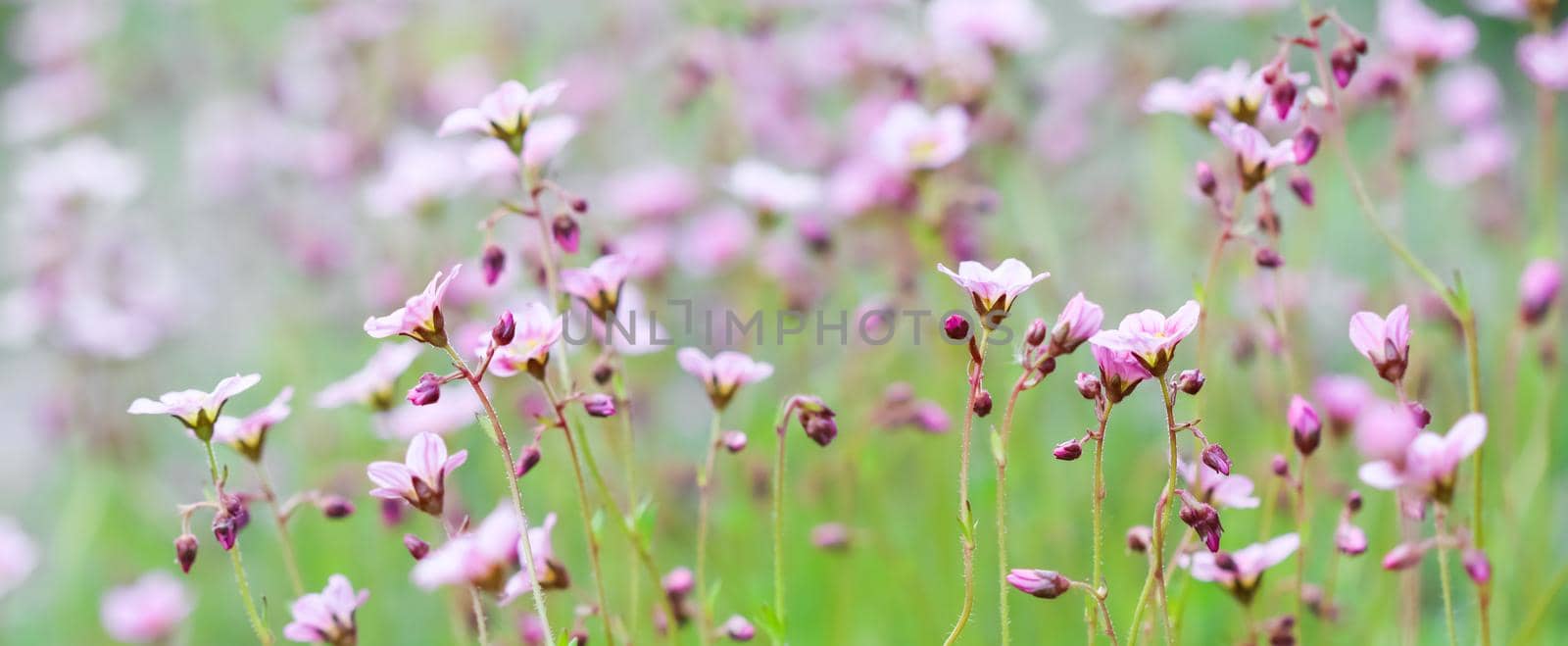 Delicate white pink flowers of Saxifrage moss in spring garden by Olayola
