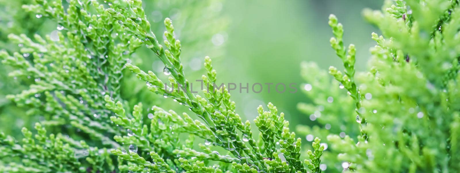 Closeup green leaves of evergreen coniferous tree Lawson Cypress or Chamaecyparis lawsoniana after the rain. Extreme bokeh with light reflection. Macro photography, selective focus, blurred background. Space for text