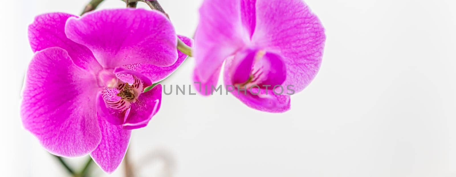 Purple orchid phalaenopsis flower on a white background