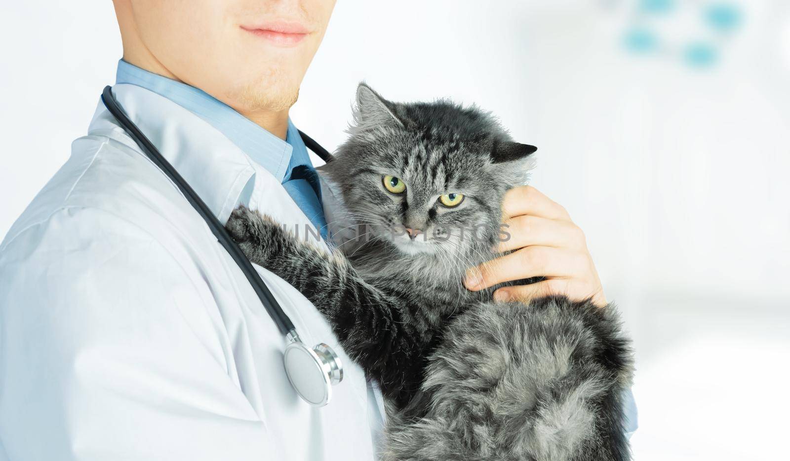 Man doctor veterinarian holds fluffy cat in hospital