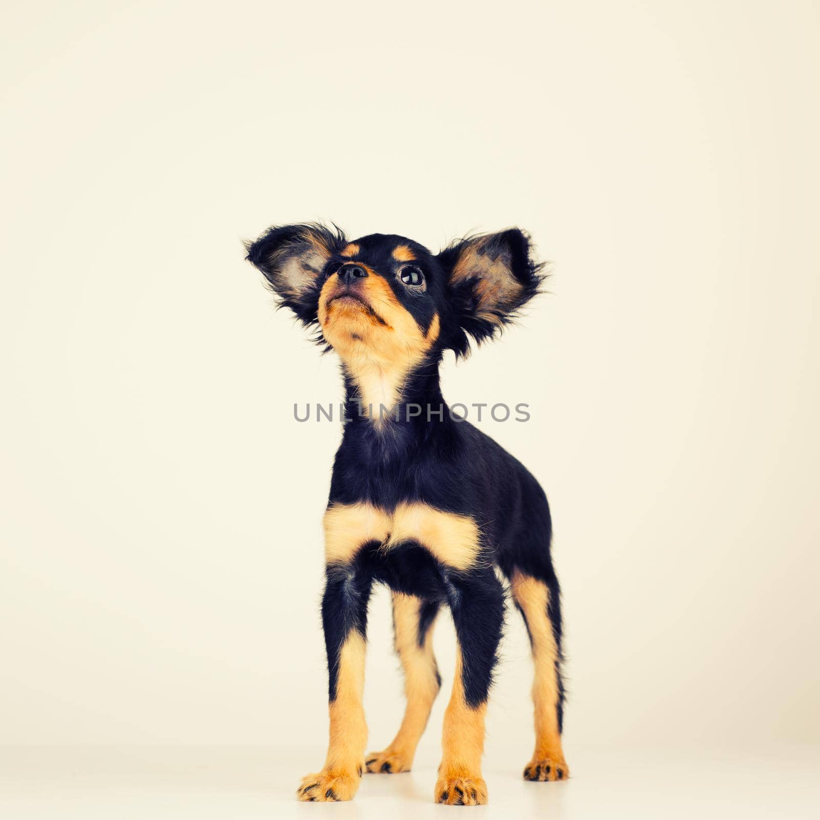 Funny young puppy of Russian toy terrier on a white background. - image