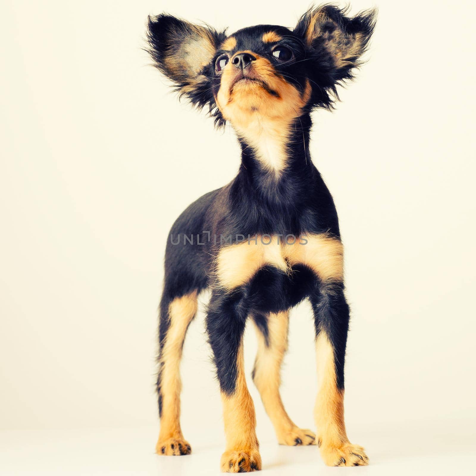 Funny young puppy of Russian toy terrier on a white background. - image toned