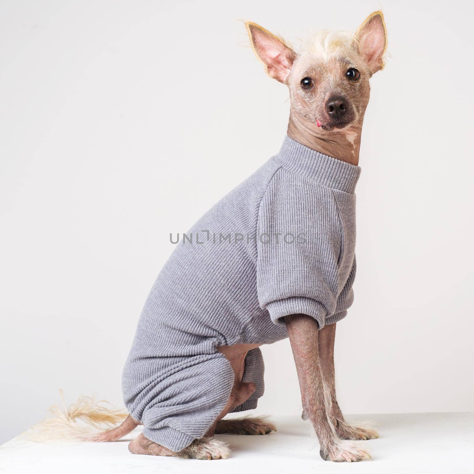 Close up Portrait of a male Chinese Crested Dog in gray sweater on white background