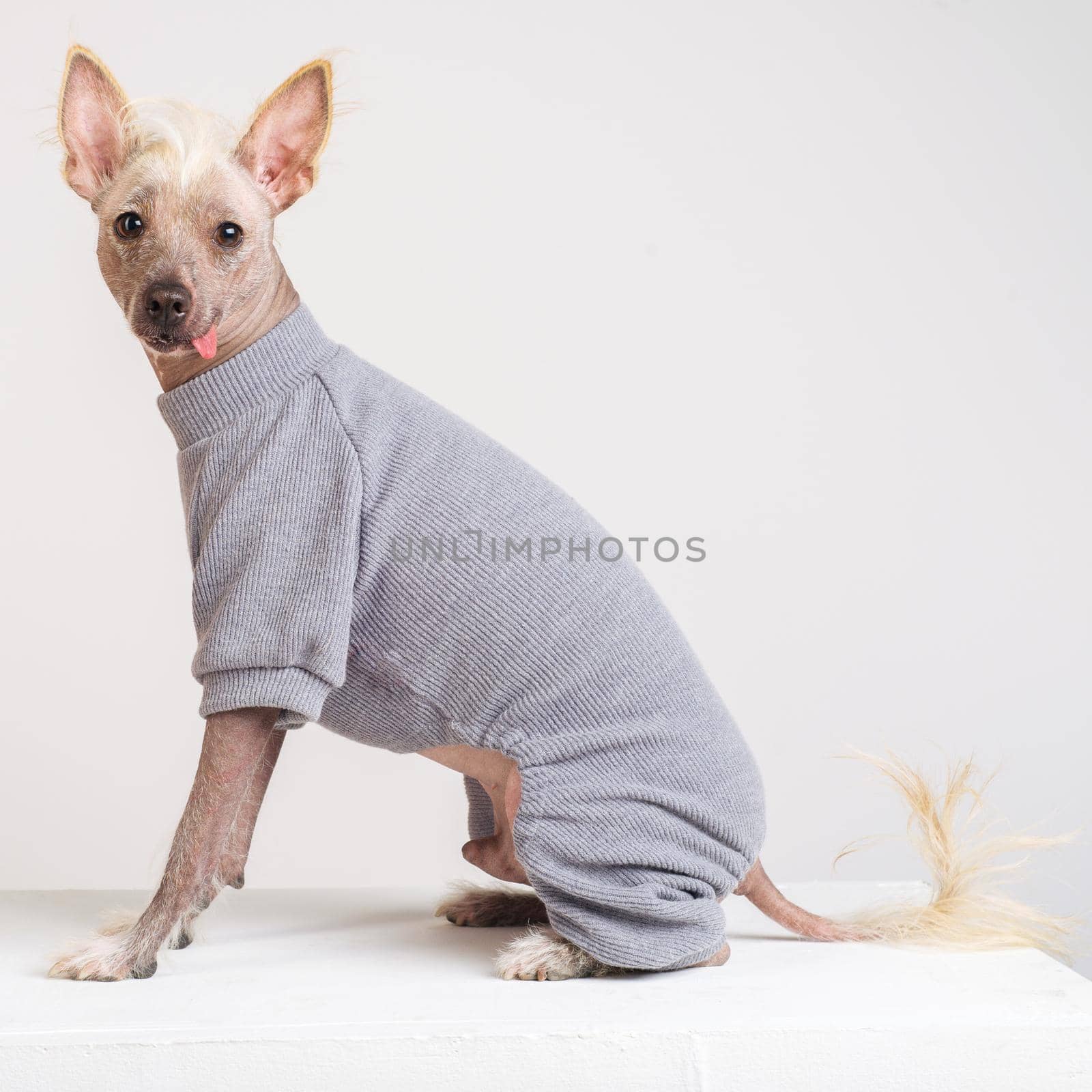 Close up Portrait of a male Chinese Crested Dog in gray sweater on white background