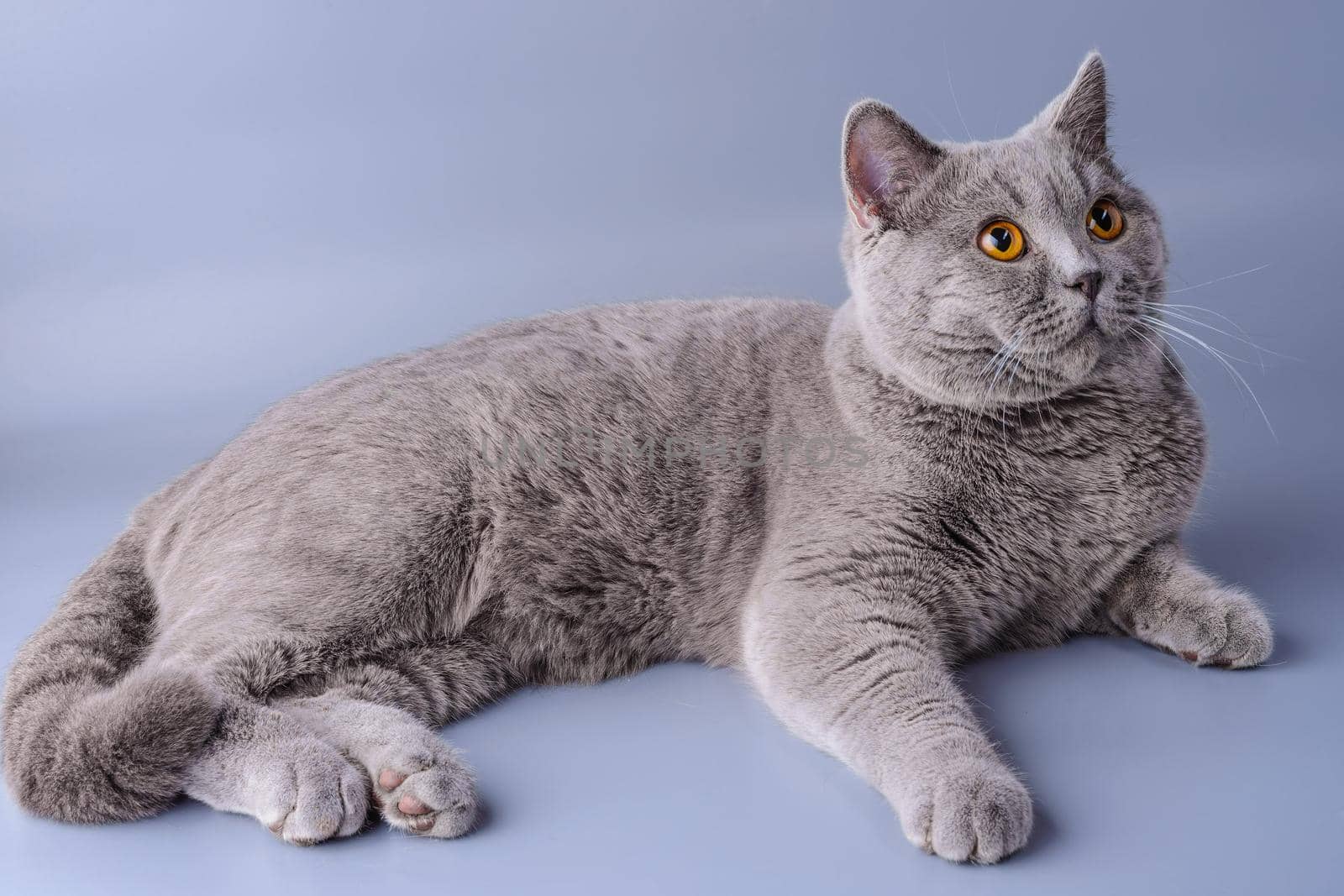 Very beautiful British cat lies on purple background . The concept of pets.