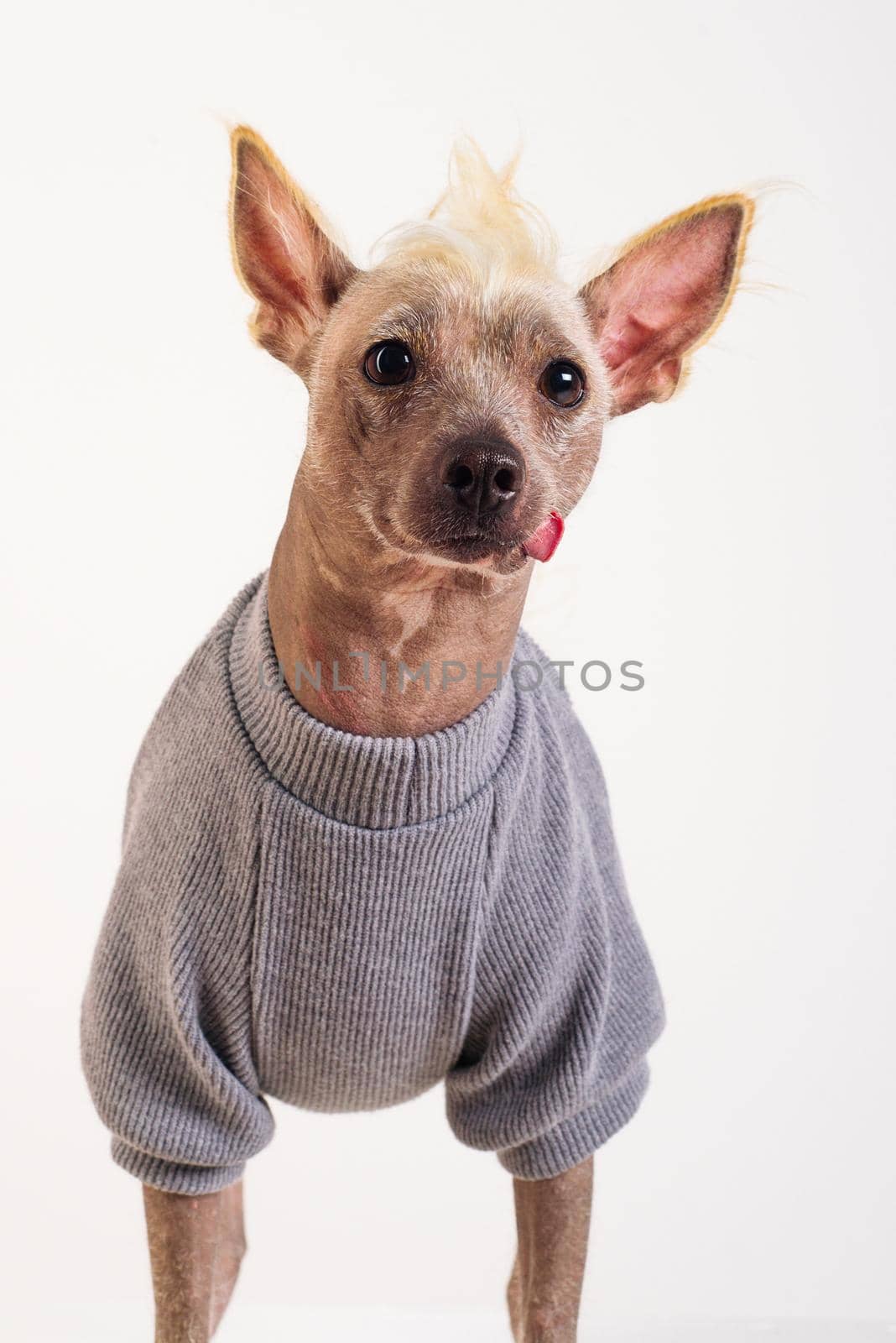 Close up Portrait of a male Chinese Crested Dog in gray sweater on white background
