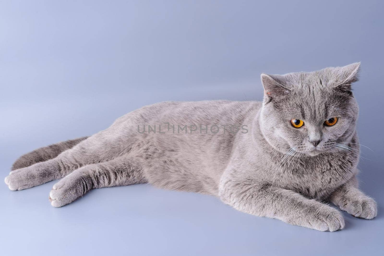 melancholy grey british short hair cat lying down looking away isolated on a purple background.