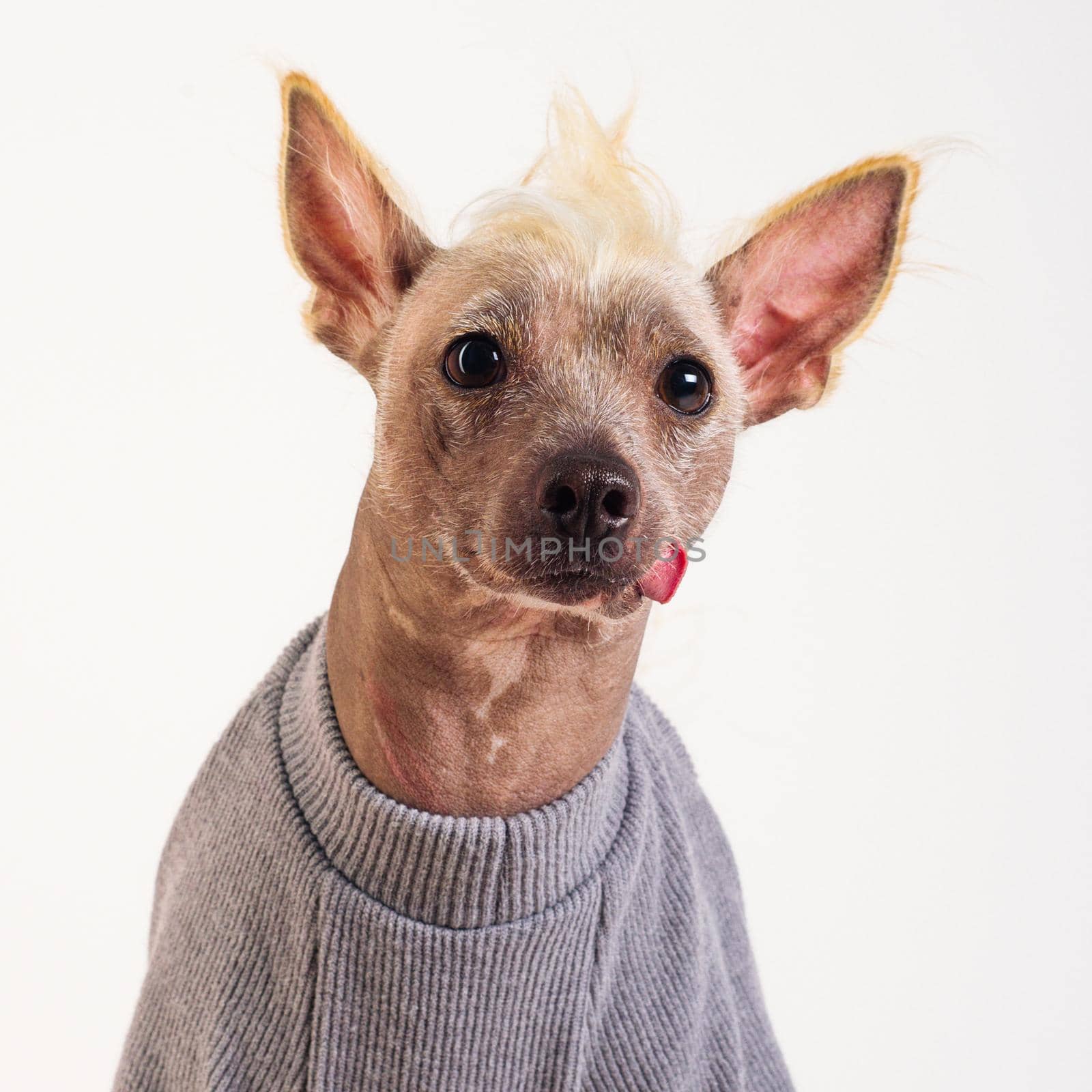 Close up Portrait of a male Chinese Crested Dog in gray sweater on white background