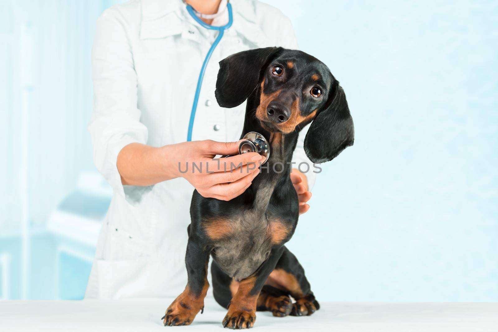 Unrecognizable veterinarian listens dachshund dog in a hospital