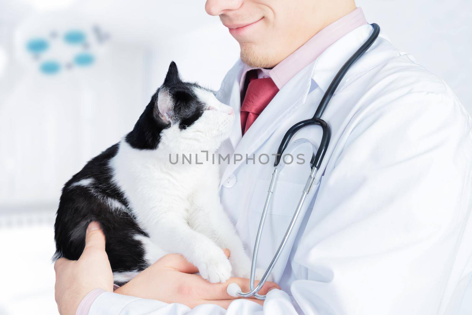 Man veterinarian holds a cat in hospital