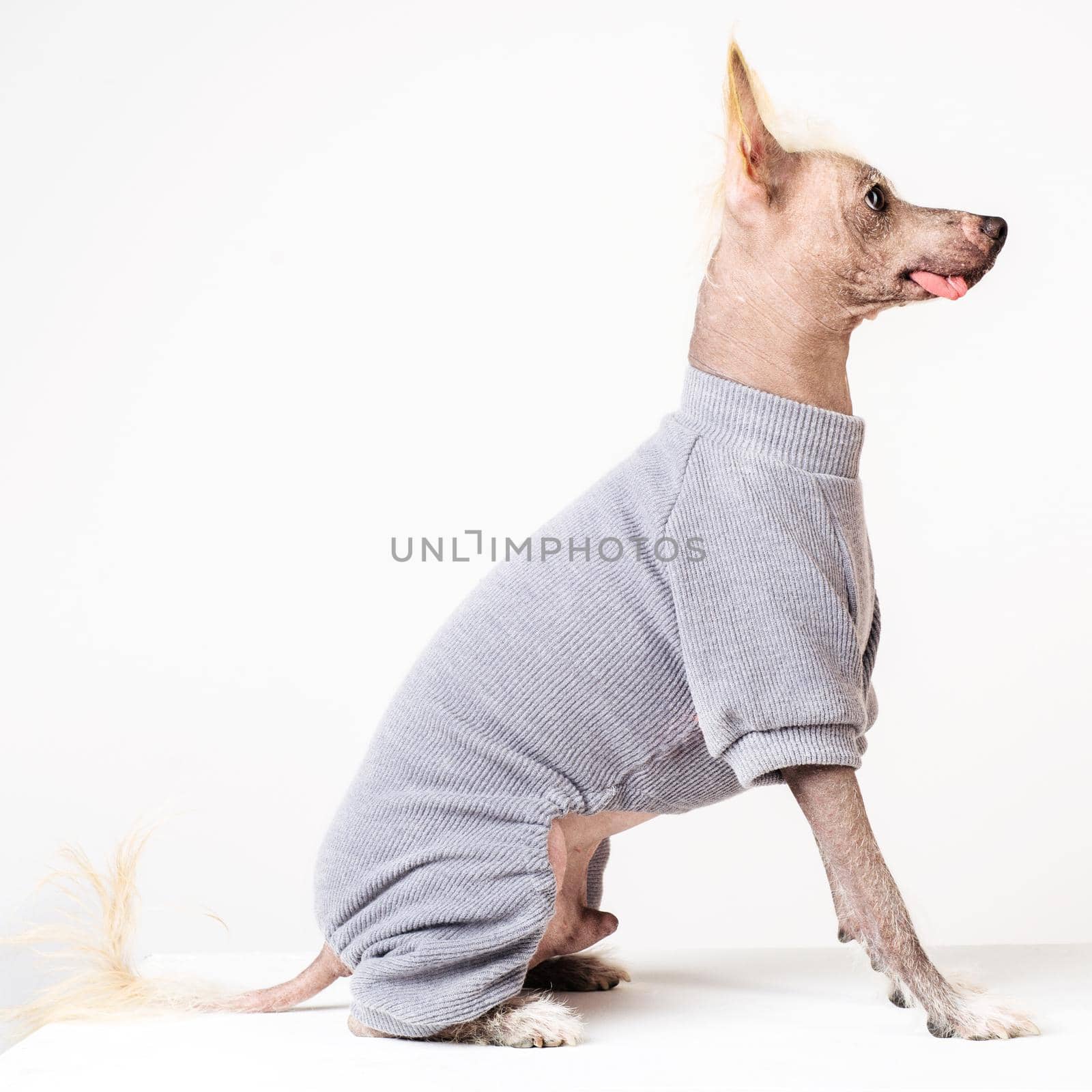 Portrait in profile of a male Chinese Crested Dog in gray sweater on white background