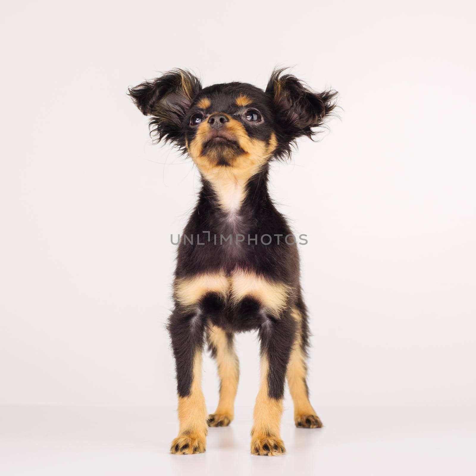 Funny young puppy of Russian toy terrier on a white background. - image