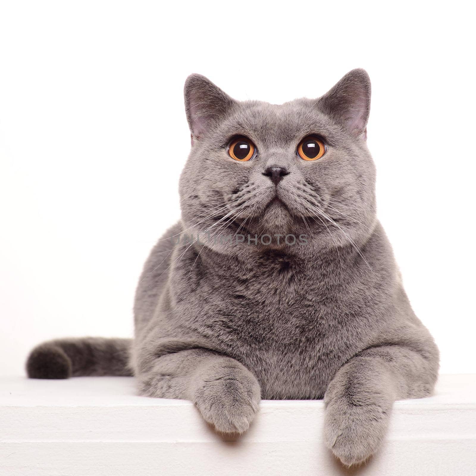 Surprised British Shorthair cat isolated on white.
