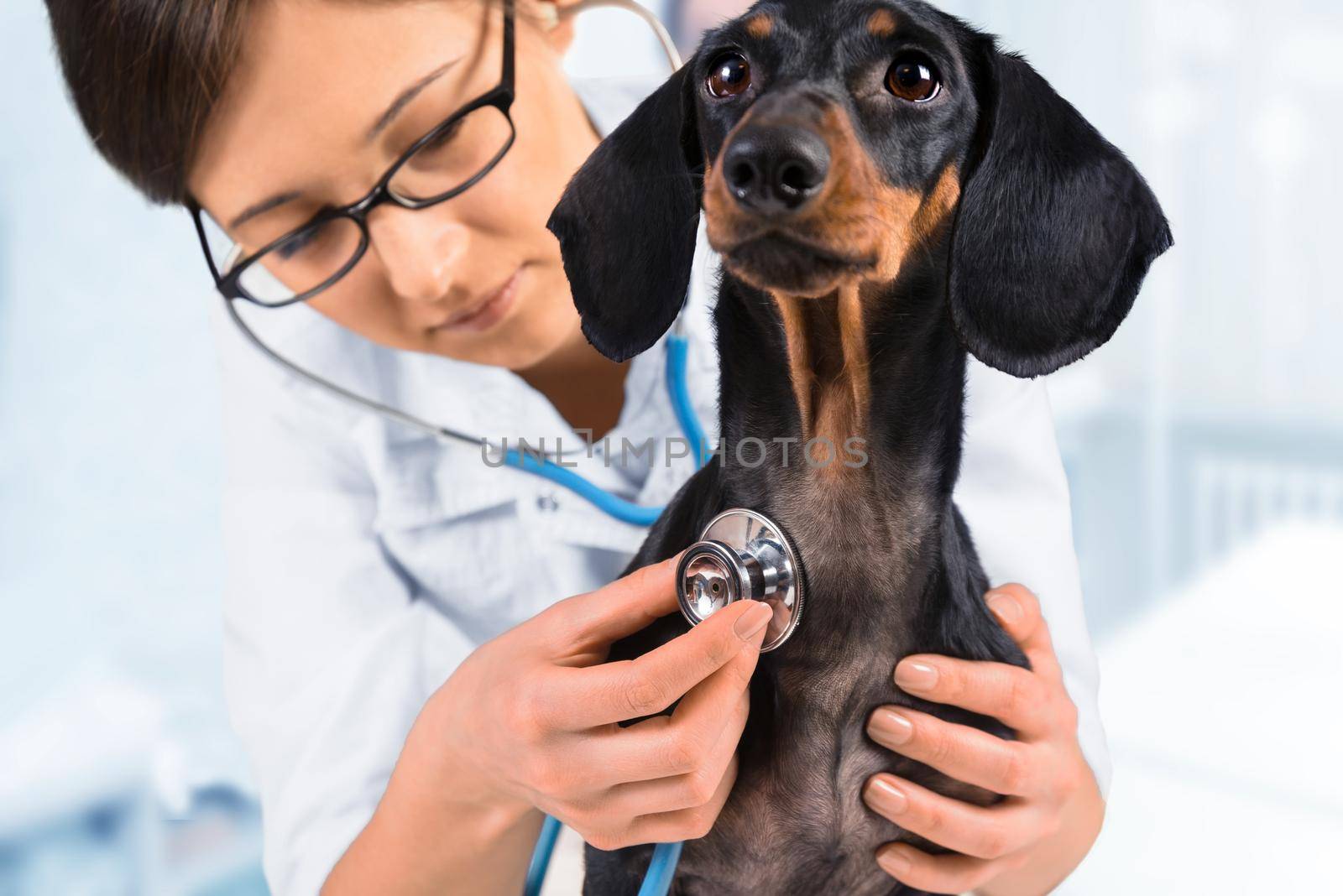 Woman veterinarian listens dachshund dog by stethoscope