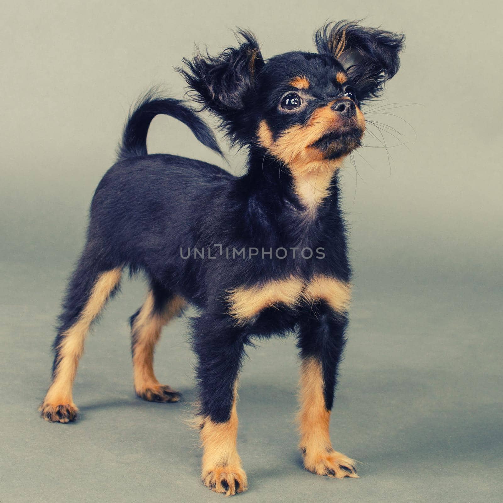 Cute puppy of Russian toy terrier on a gray background. - Image toned