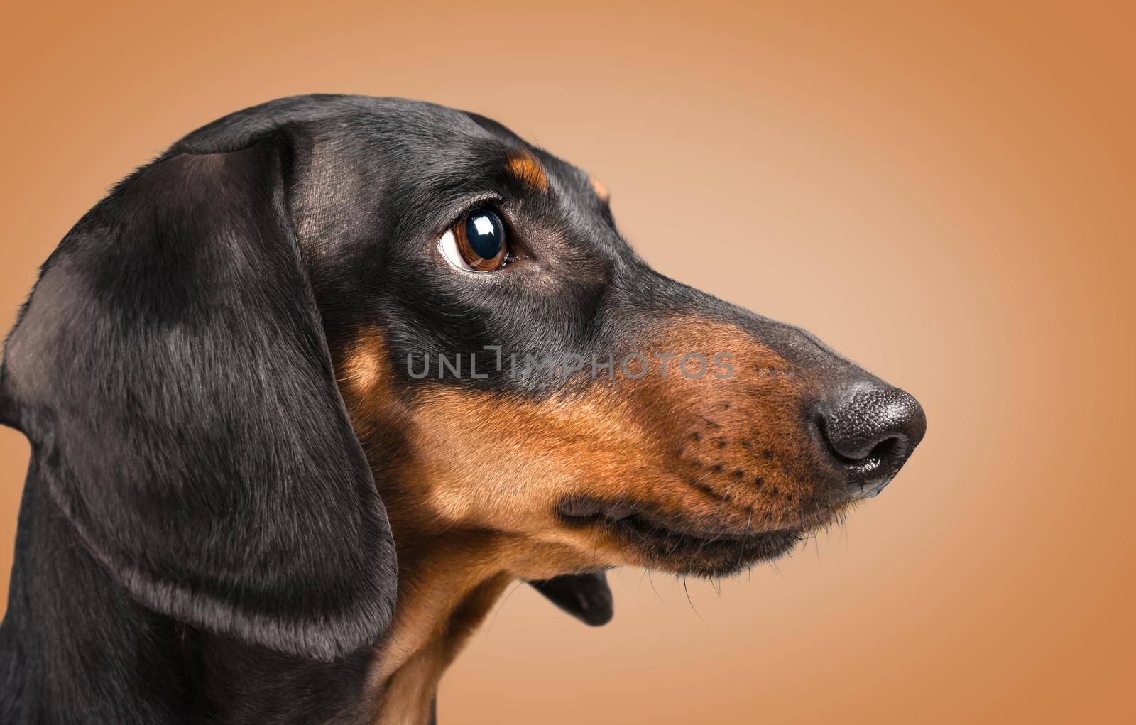 Portrait of smooth-haired dachshund dog of black color