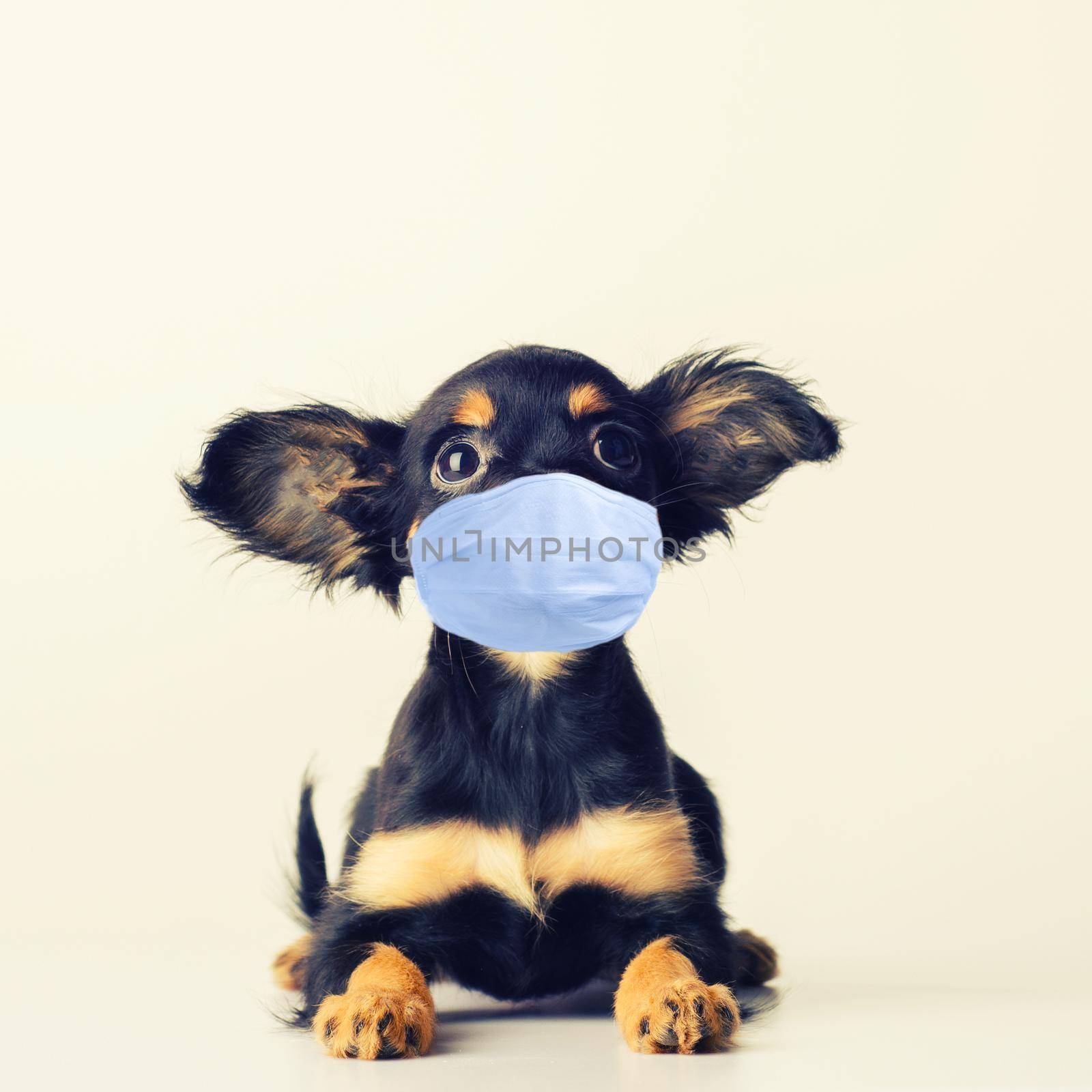 Funny young puppy of Russian toy terrier in a surgical mask protects against coronavirus on a white background. - image