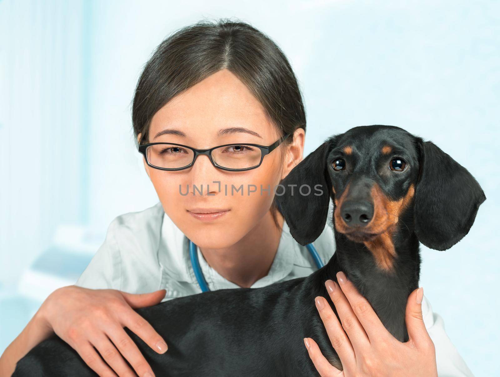 Woman veterinarian in glasses holds dachshund dog in a hospital