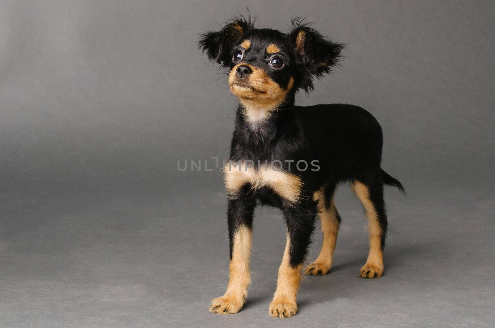 Cute puppy of Russian toy terrier on a gray background. - Image