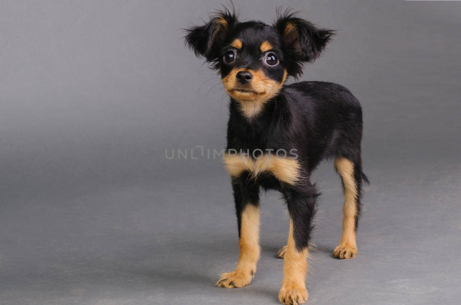 Cute puppy of Russian toy terrier on a gray background. - Image