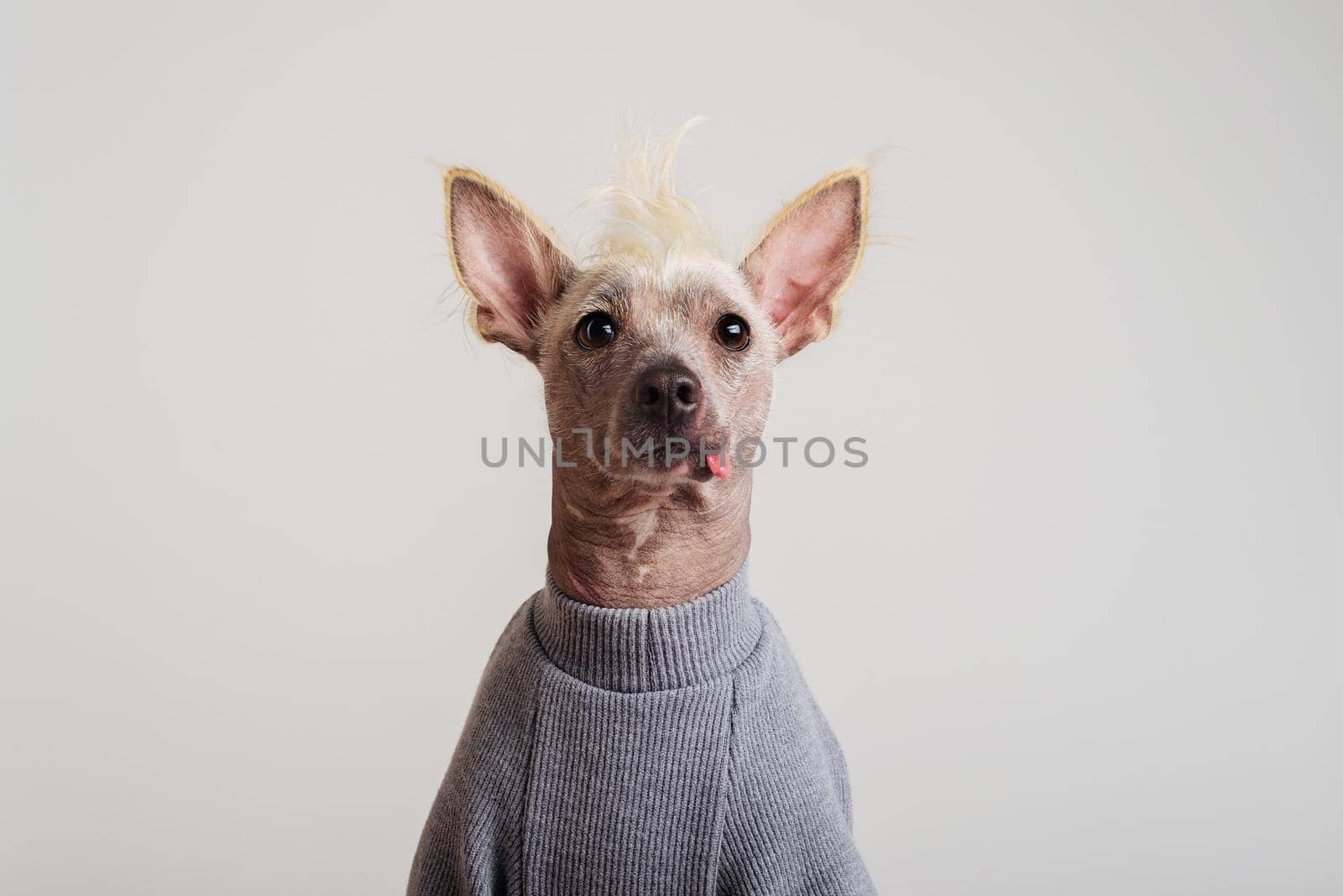 Close up Portrait of a male Chinese Crested Dog in gray sweater on white background