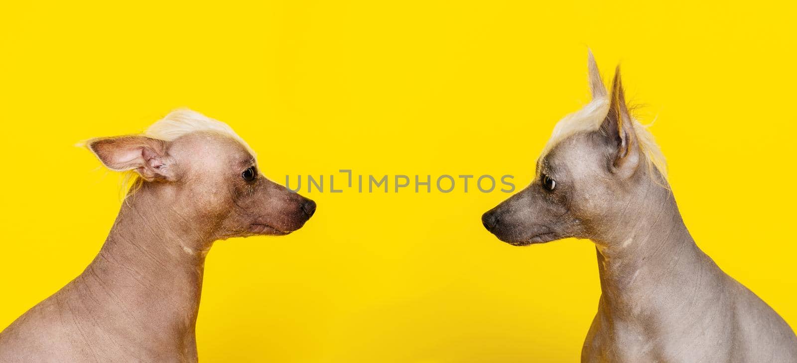 Portrait in profile of two Chinese Crested dogs looking at each other on yellow background by zartarn