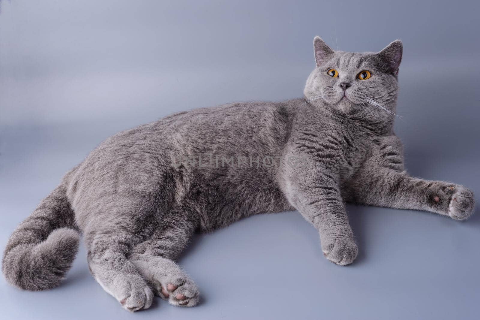 Beautiful young British cat sprawledon a gray background.