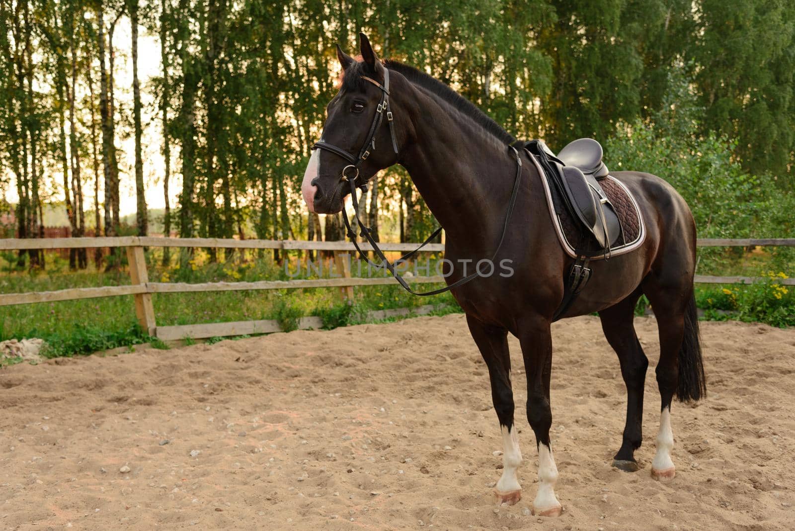 saddled horse stands on the sand in the paddock at sunset. Russia