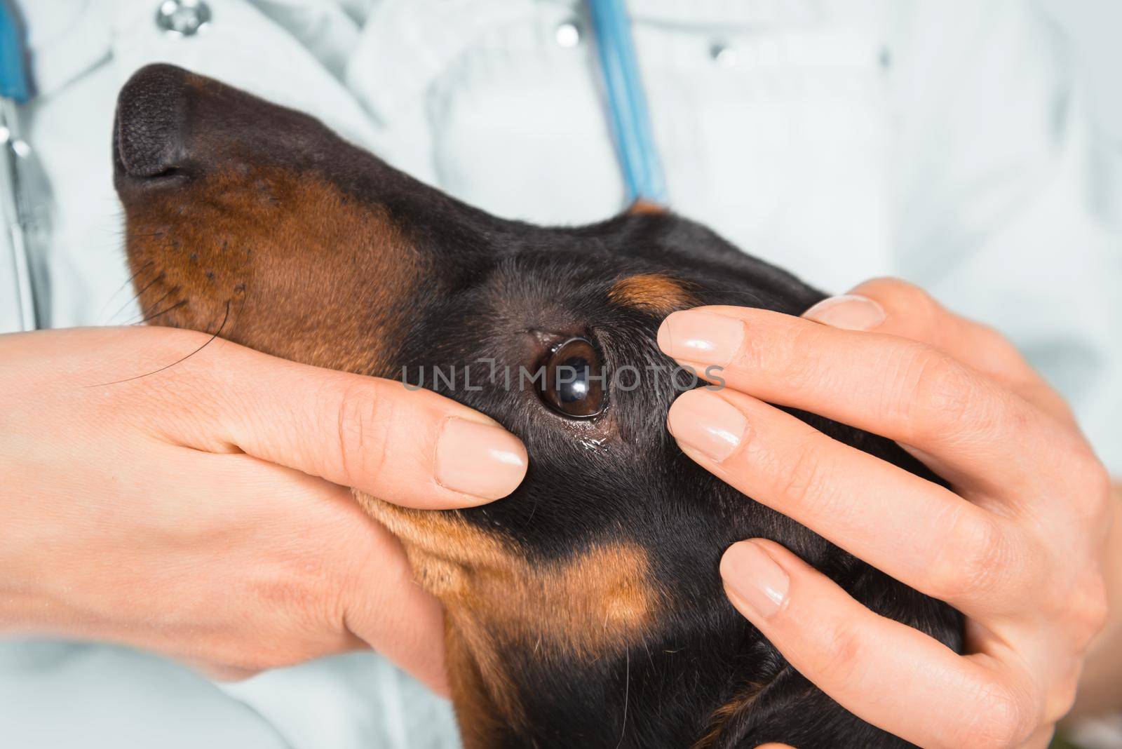 Unrecognizable female veterinarian examines eye of a dachshund dog