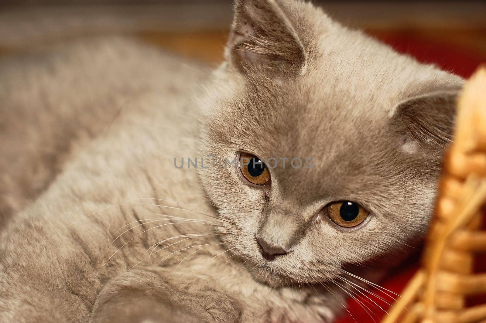 little british kittens cat sitting in basket. isolated on white background
