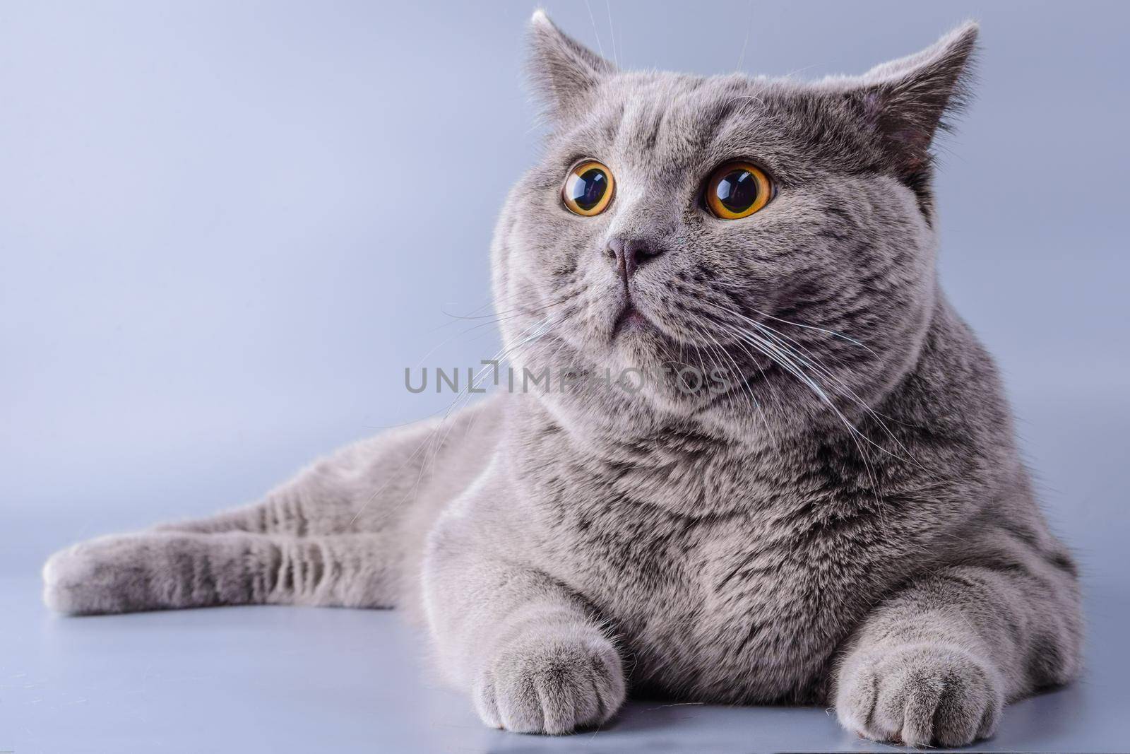 Pretty grey british short hair cat lying down looking away isolated on a purple background.