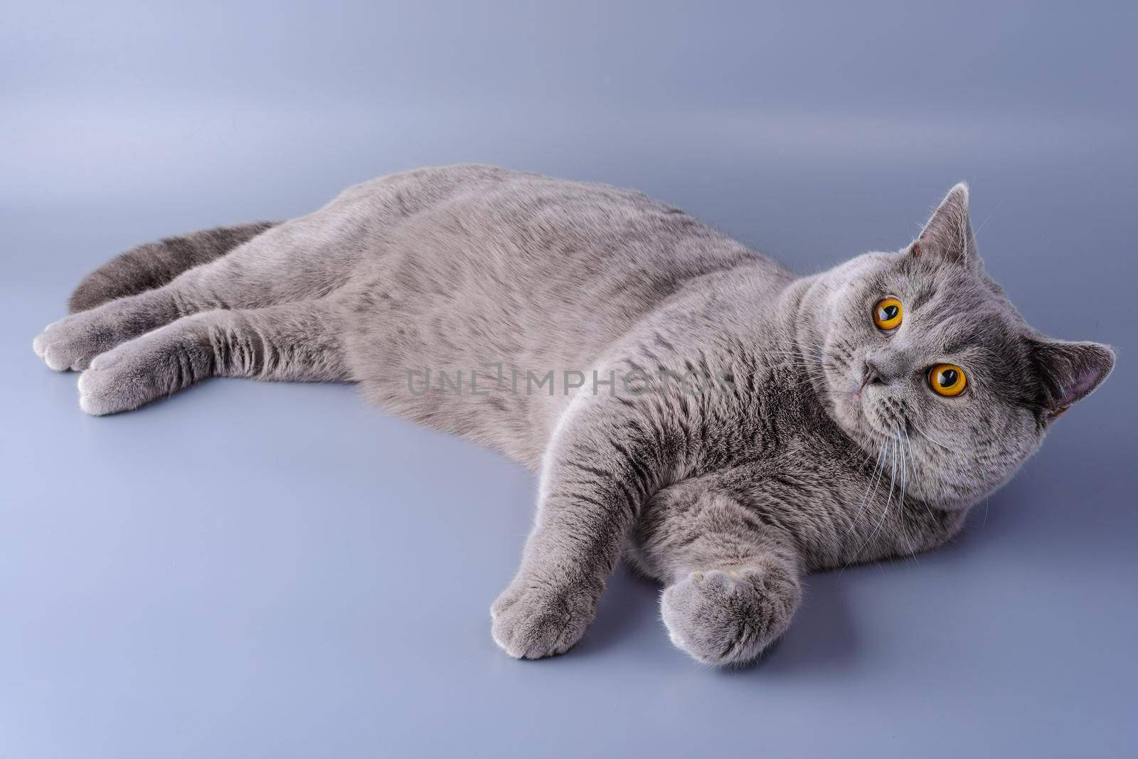 Interested gray British cat lies on purple background.