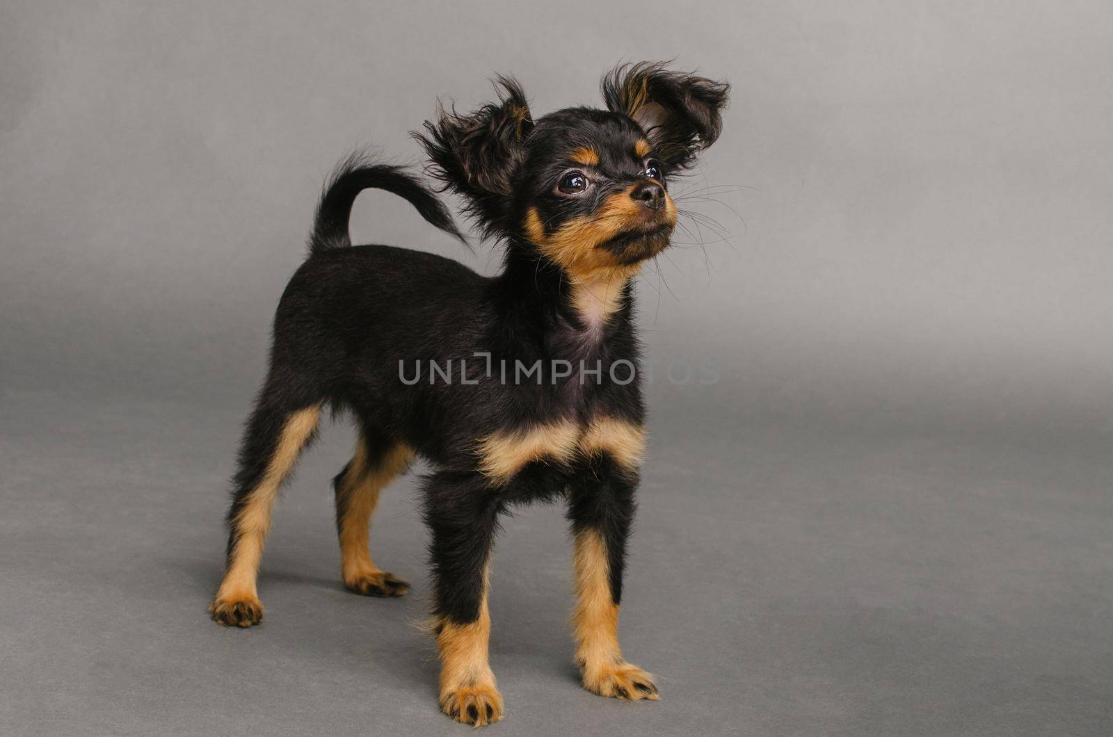 Cute puppy of Russian toy terrier on a gray background. - Image