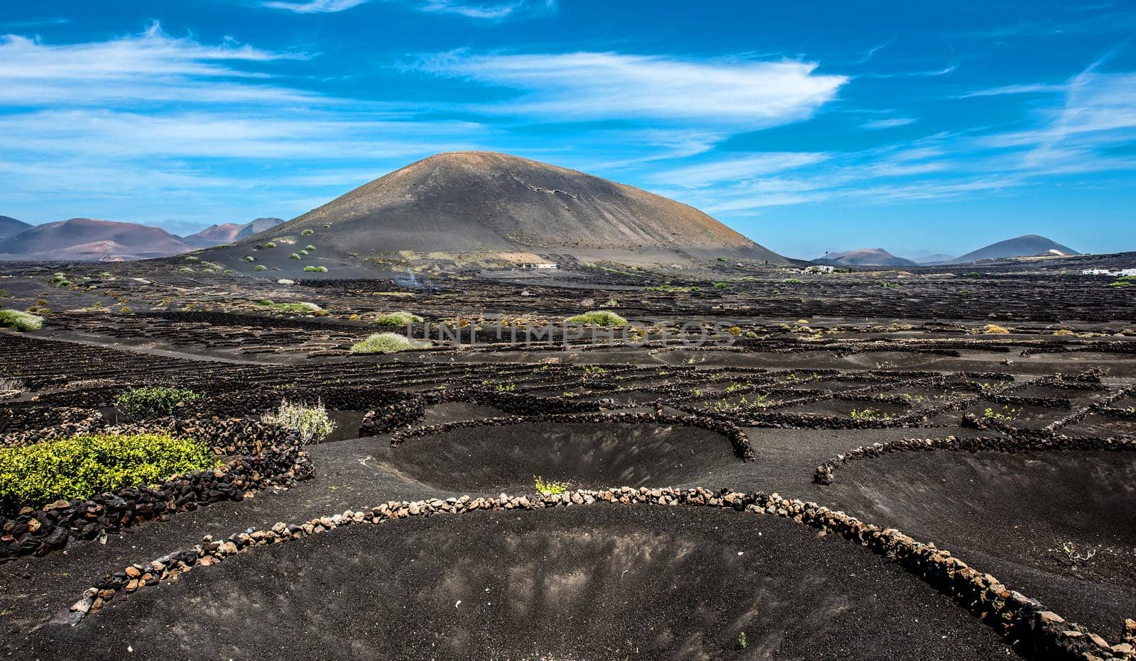 large vineyards near volcanic mountains in Lanzarote, Canary Islands, Spain