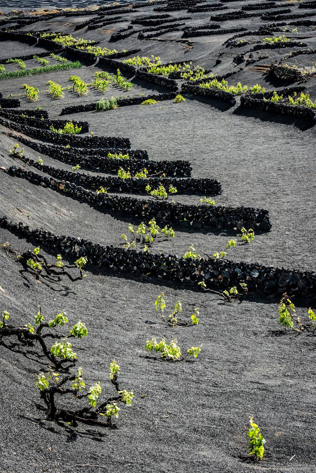 grapes growing in plantation of Lanzarote by GekaSkr