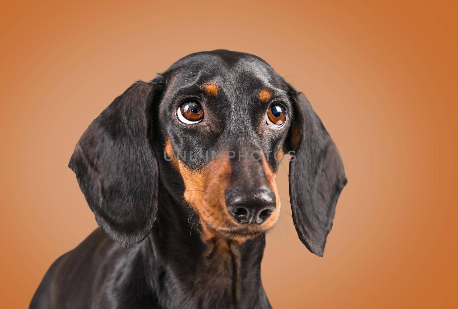 Dachshund dog on a brown background