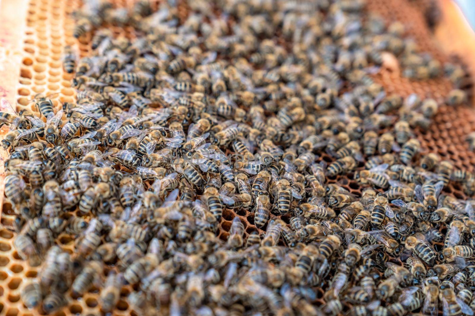 wax frame in bee hive, honey production.