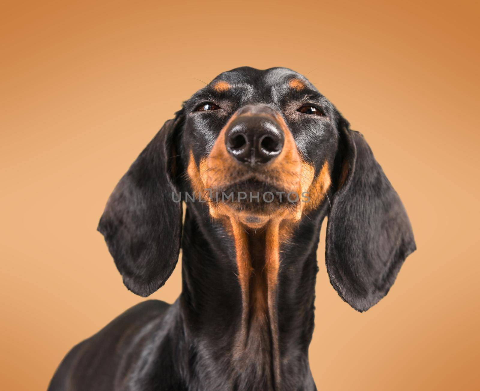 Cute dachshund dog on a brown background