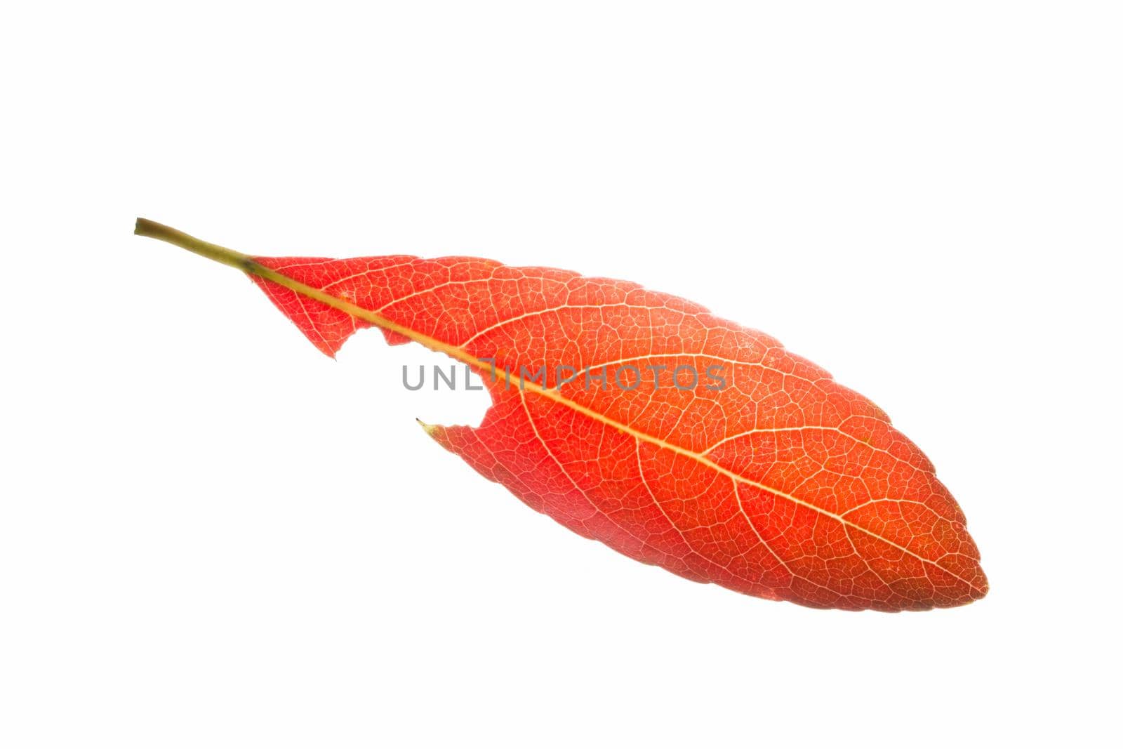 Red leaves on white background