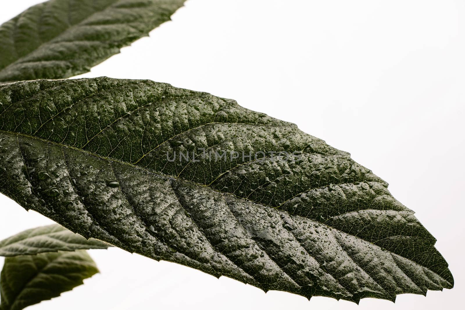 fresh green leaf with water droplets isolated
