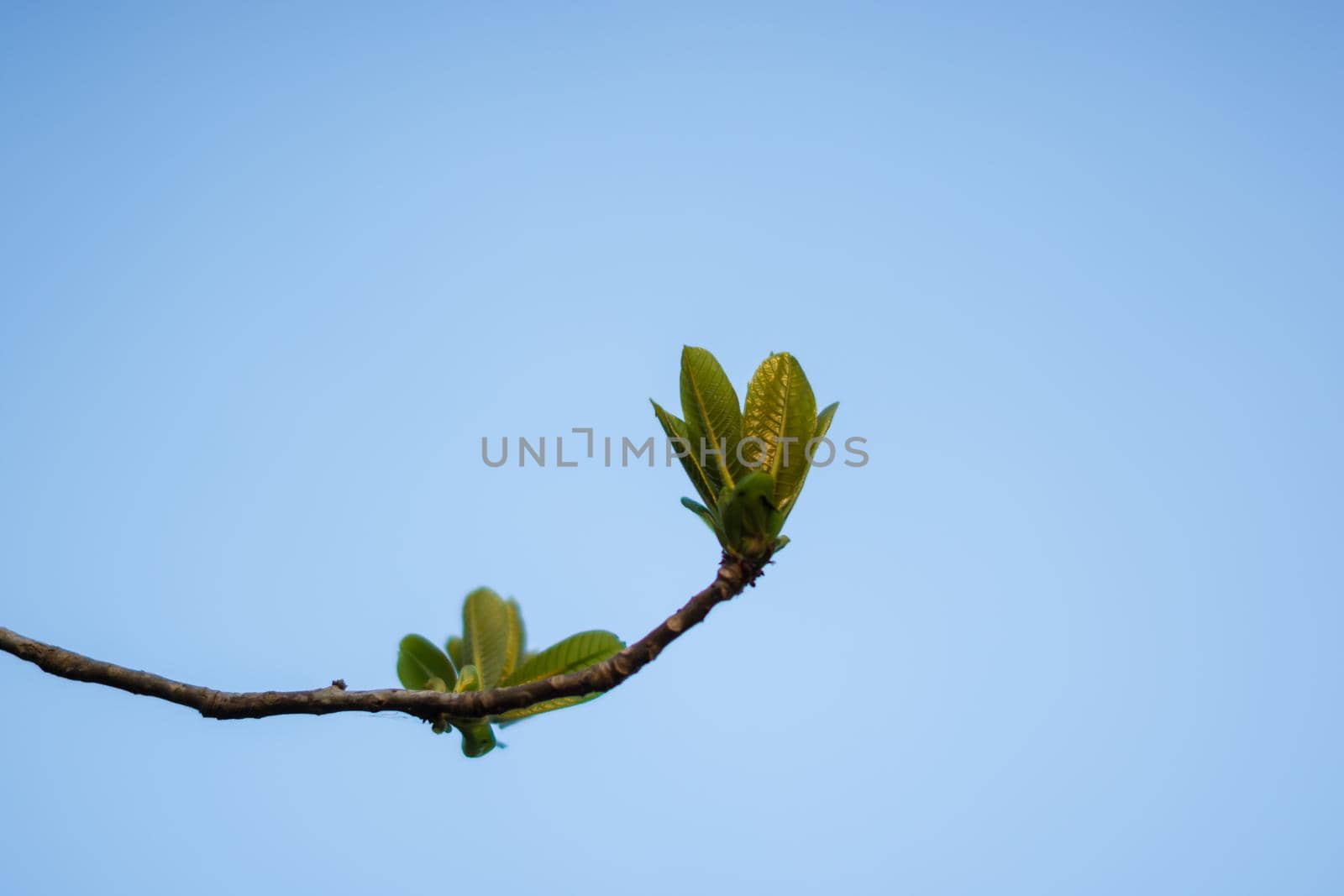 Soft shoots of green leaves
