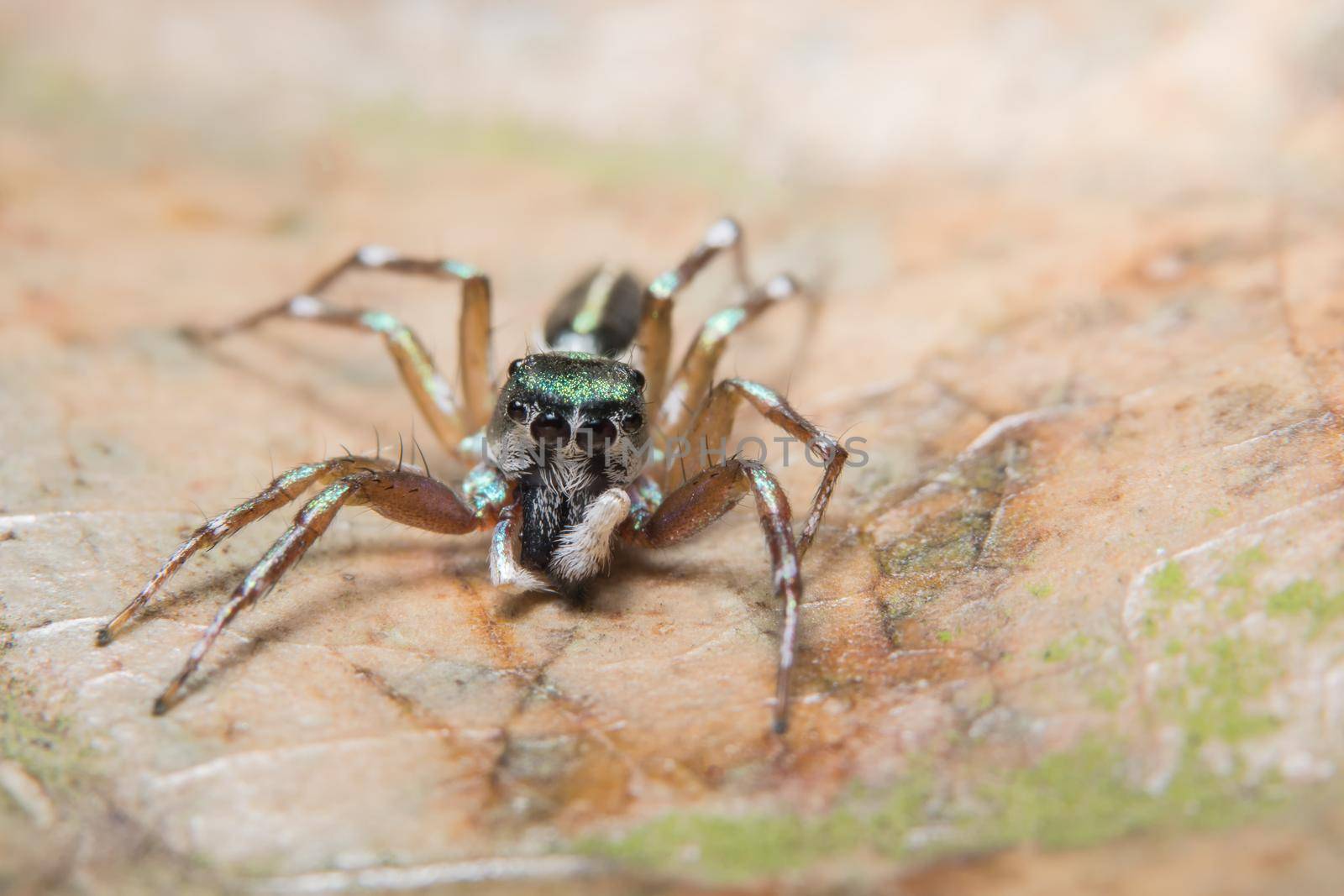 Macro background spider on the plant