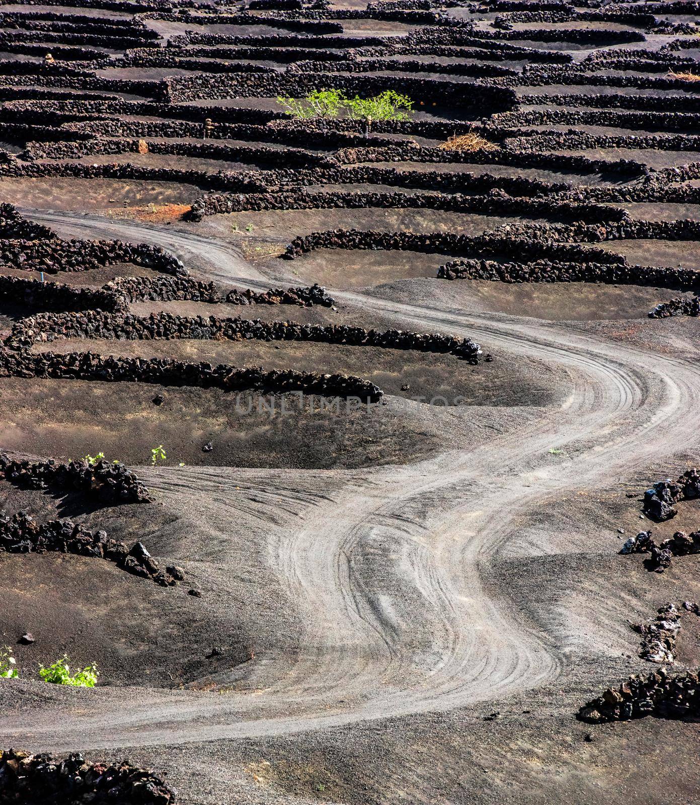 road in vineyard in Lanzarote, Canary Islands, Spain