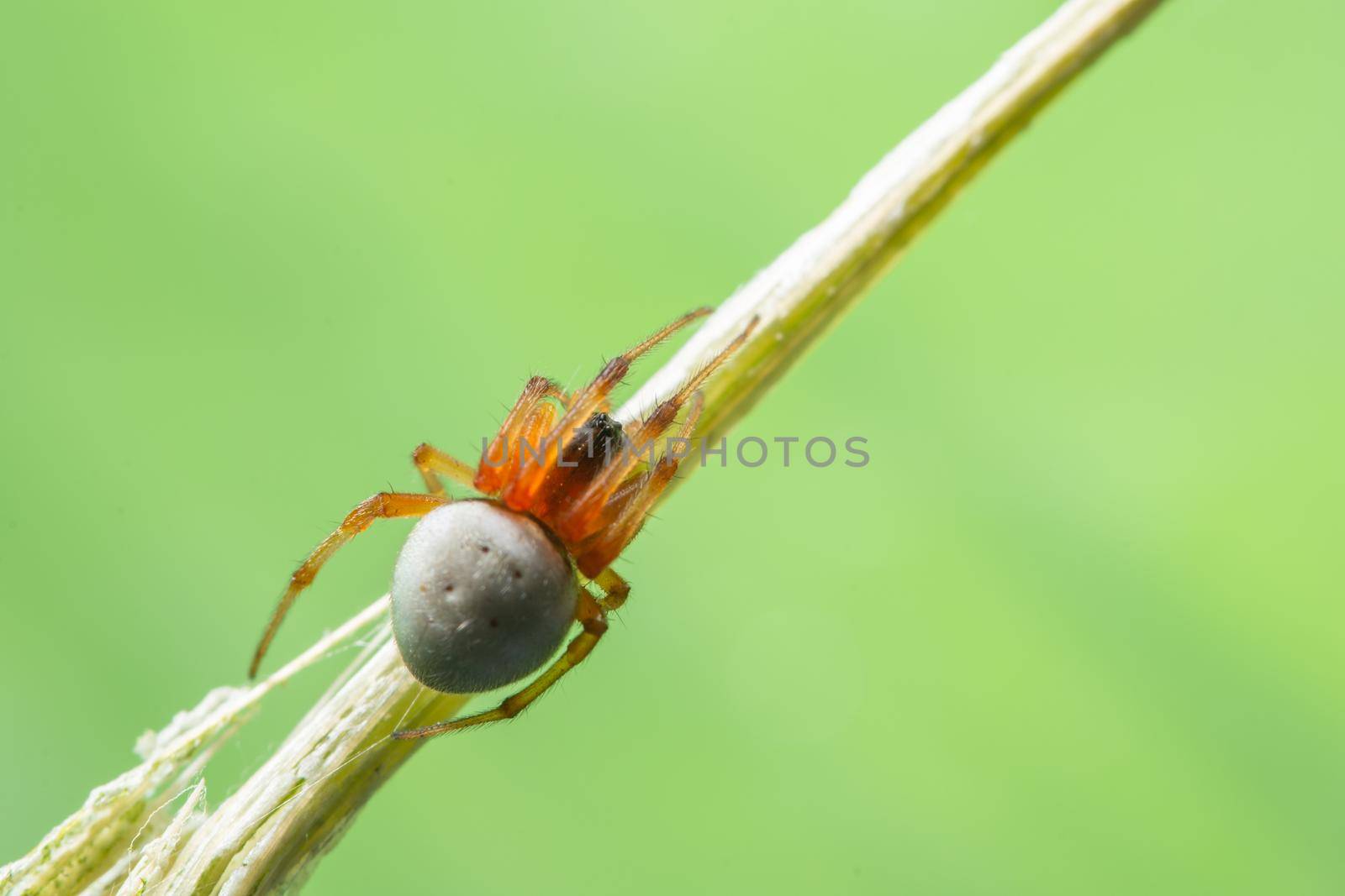 Macro Spider on a green background foliage