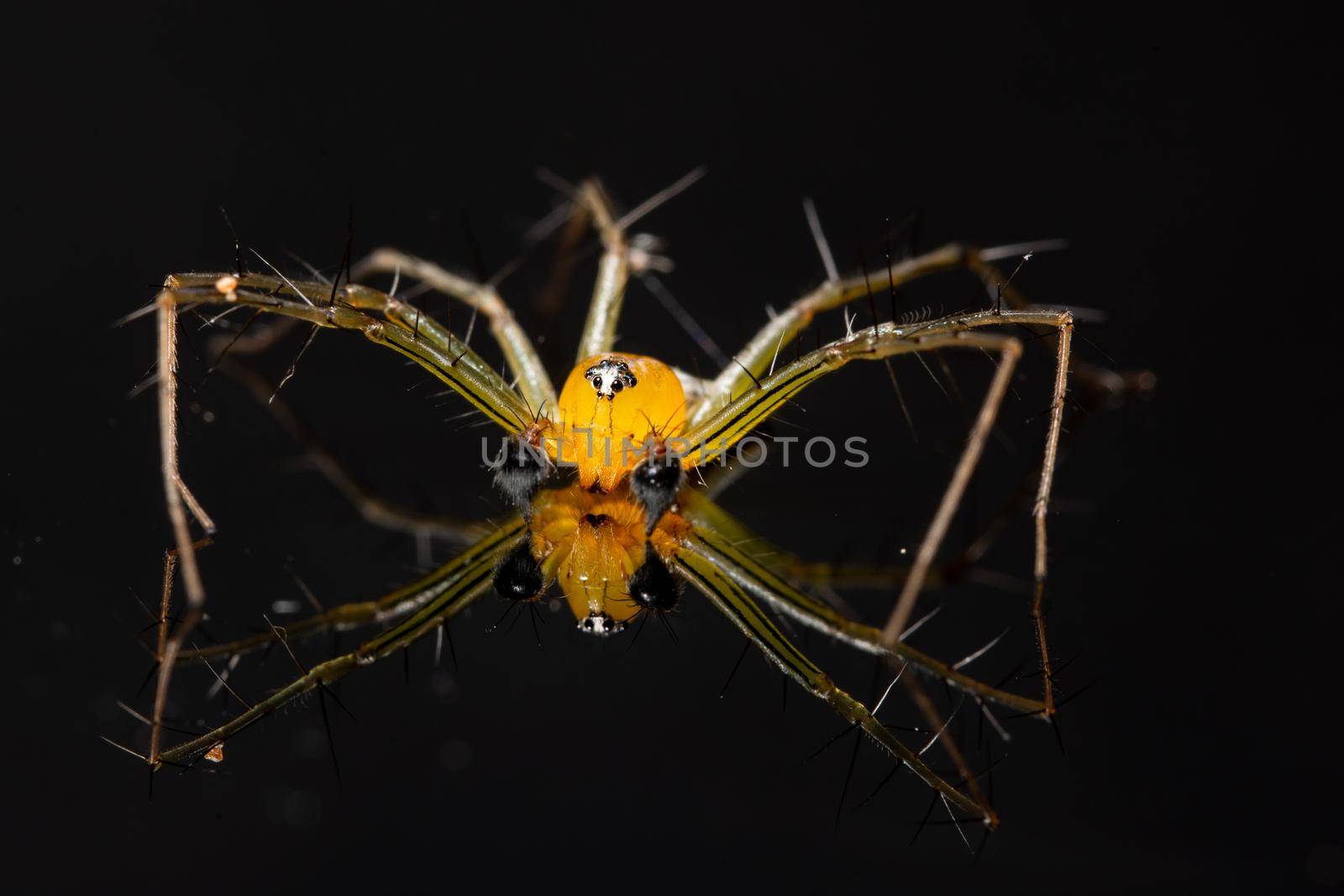 Macro Spider Yellow Background Colorful