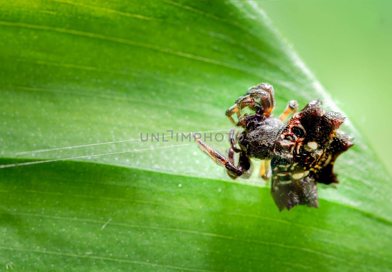 Macro Spider on a green background foliage