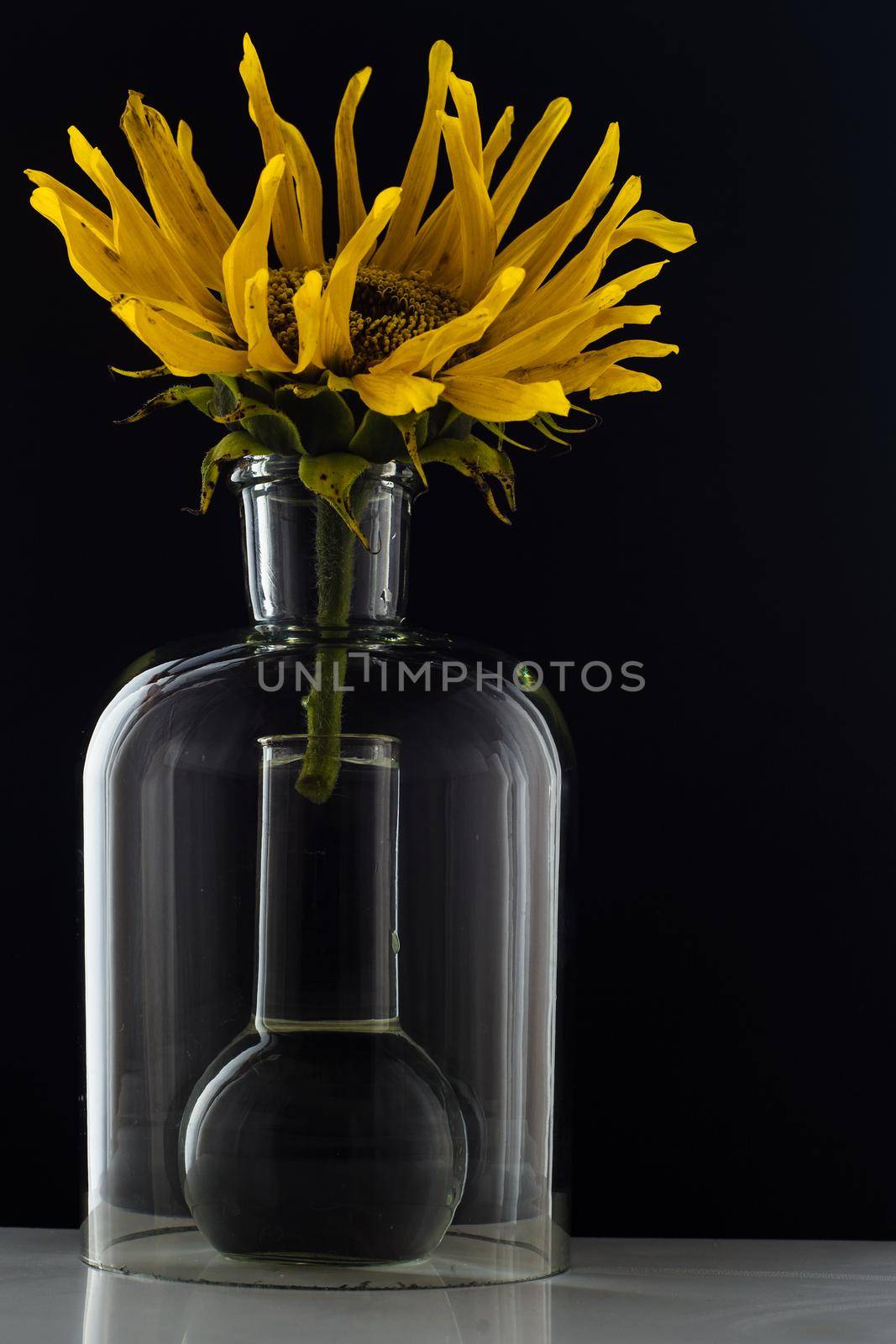 Sunflower in a flask with water on black background.