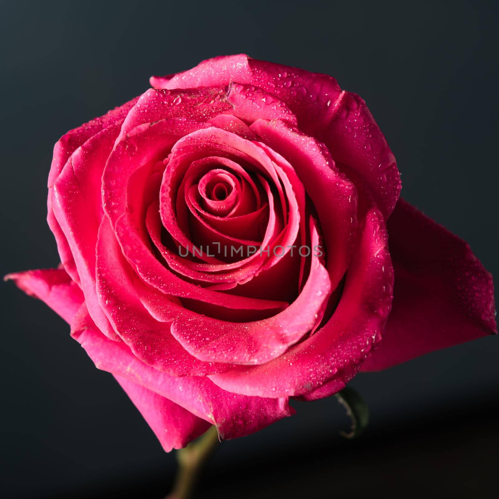 beautiful close-up pink rose with water drops on dark background.